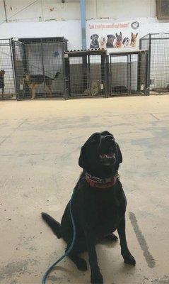 Our dog in the perfect sit position with dogs distracting her in the background. Miracles do happen.