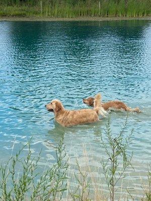 2 dogs swimming at Mutt's paradise.