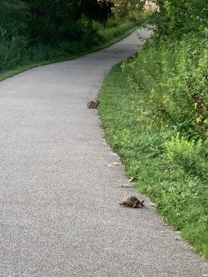 Occasionally, one can spot a tortoise and a hare at the same time.  :)