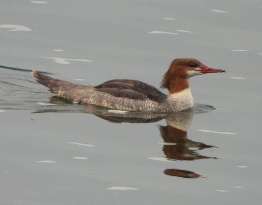 Female Common Merganser