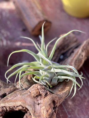 Tillandsia streptophylla (airplants 20% off)