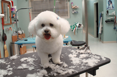 Bichon