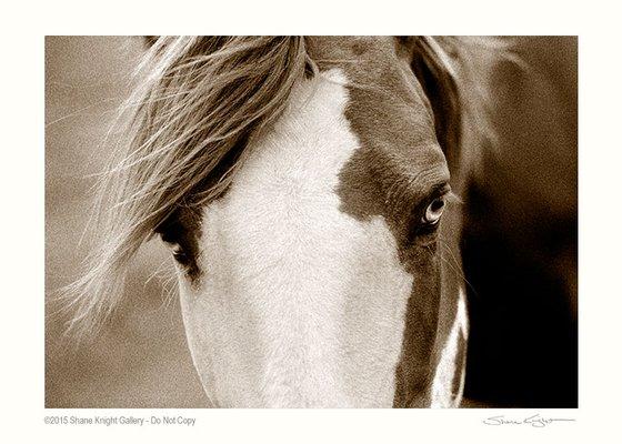 "Eye of the Beholder" -DNR Ranch, WY
 Copyright 2023 Shane Knight Gallery