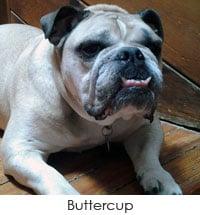 Our English Bulldog - Buttercup