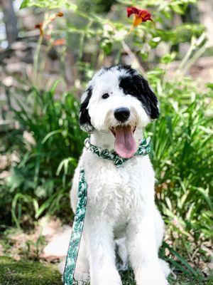 Sheepadoodle freshly groomed