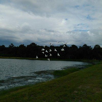 Dove Release at the Lake