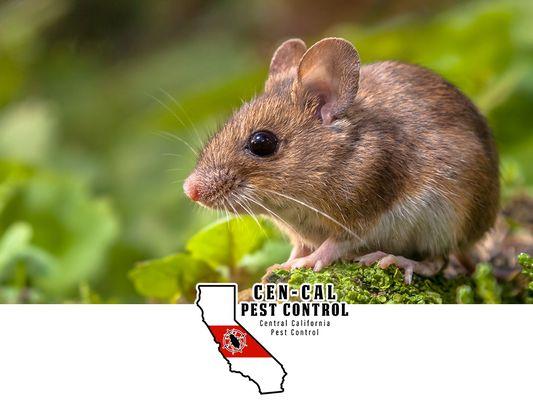 Central California Pest Control