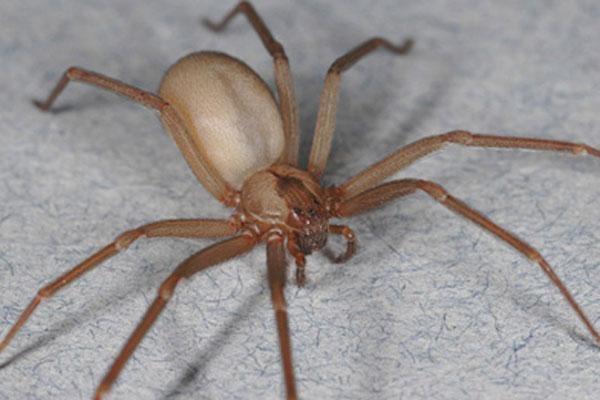 The brown recluse's eyes are one of its most distinctive physical characteristics. "They have six eyes, instead of eight like...