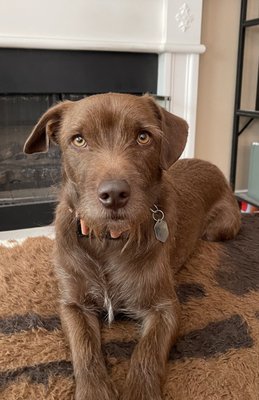 Bodie the mixed breed dog