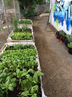 Urban Agriculture - Members garden and harvest to take produce home weekly