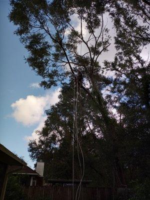 Trimming up a fence line in pensacola, fl