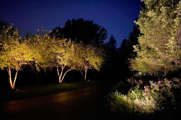 Residential lighting of trees.