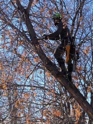 Reliable Tree Care