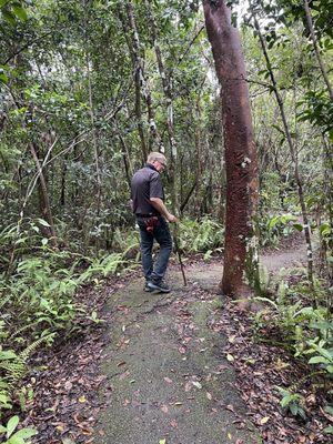 The path was hurricane damaged but even my dad, who uses a cane, was able to walk it.