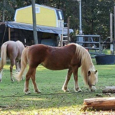 Herbs for Horses and Anything Smaller