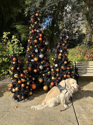 Sky my service dog at Bush Gardens.