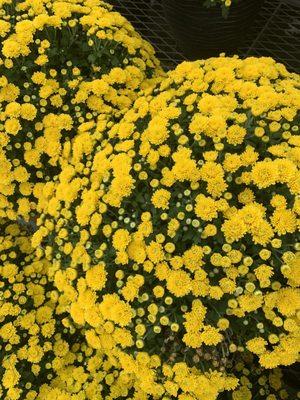 Beautiful yellow chrysanths