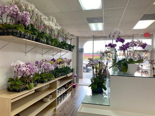 New Orchid Store in Kendall