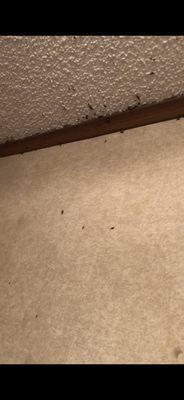 ROACHES ON MY GRANDMAS WALL