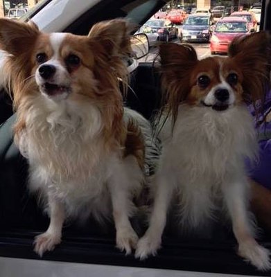 Maggie & Bella anticipating their latte at Starbucks.