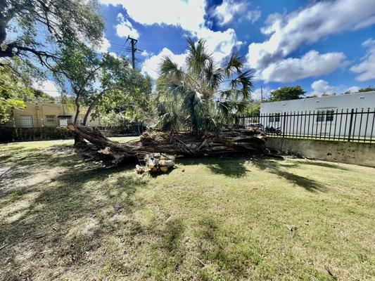 Ficus tree removal