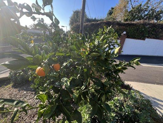 Mandarin oranges. Delicious.