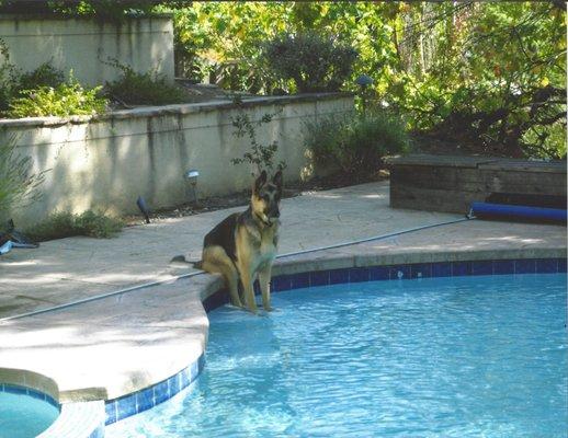 Even our best friends love Eco Solar heated pools