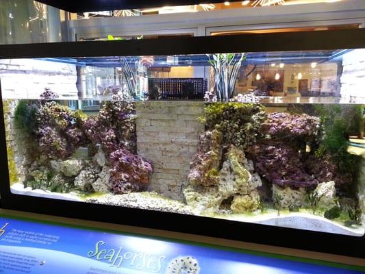 Seahorse Tank