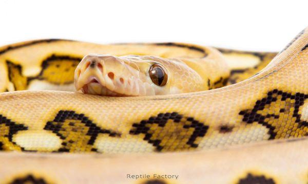 Reticulated python