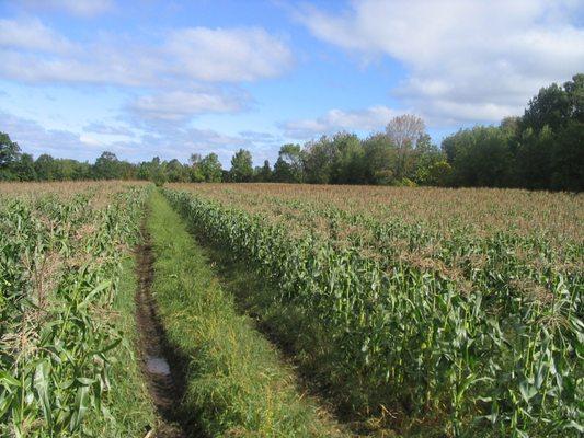 Our corn is always freshly picked the same day it is sold.