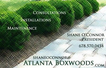 Atlanta Boxwoods