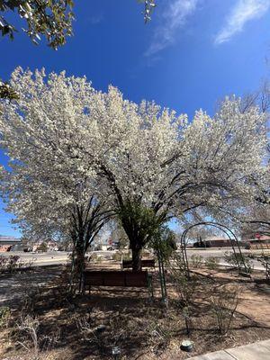 Trees in bloom in the rose garden in front of library