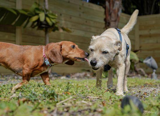 Our pet clients having fun of the leash park