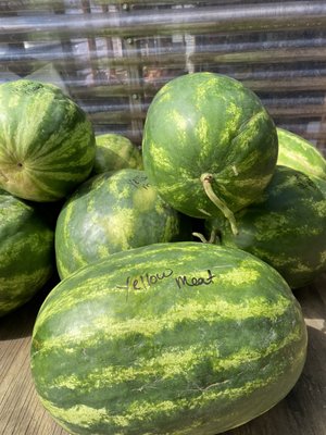 Yes, they have Yellow Meat Watermelon. They go fast....