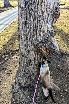 Large, wizened trees that provide good foliage cover with interesting knots and burls for pets to sniff.