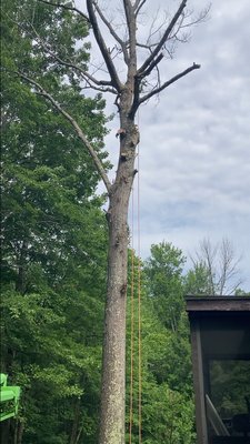 Tree removal service in Chichester New Hampshire.