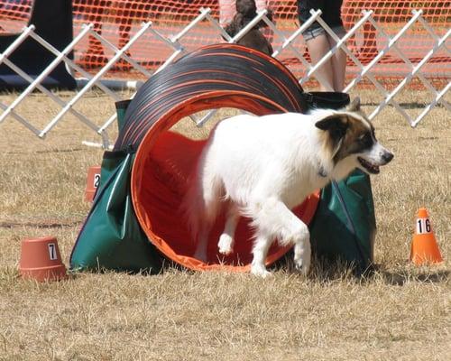 Maddie doing Agility