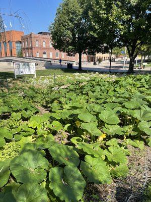 Pumpkins soon will be here...