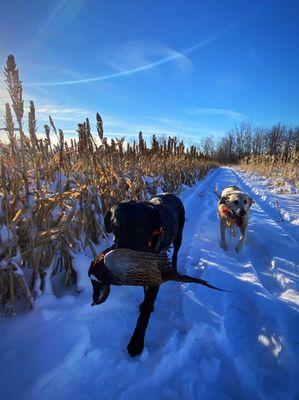 Upland bird hunting it's available off-season.