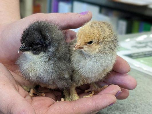 Live chicks available every spring. Start your home flock with our sexed and vaccinated chicks!