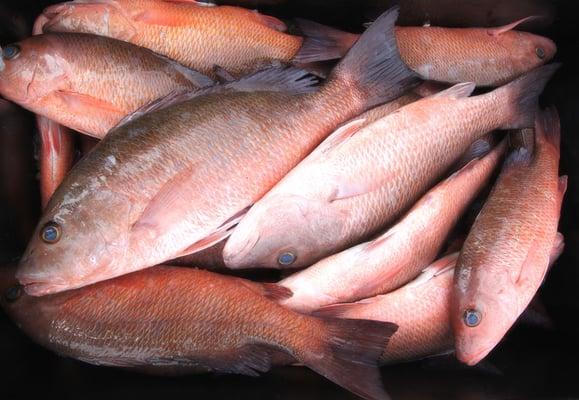 Mangrove Snapper