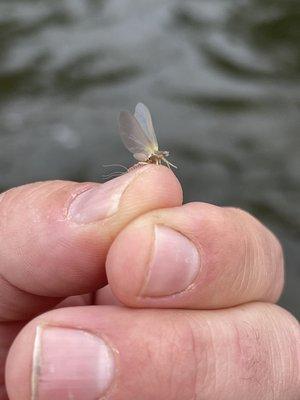 An Eagle River PMD Mayfly