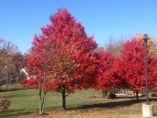 Church grounds in autumn