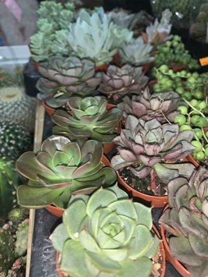 Succulents