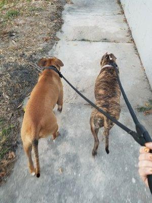 Two dogs and a Walker!