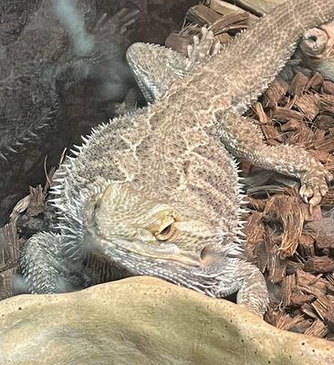 Freddy's Reptiles 1729 East Charleston Blvd. Suite E 1/12/2024 Bearded dragon