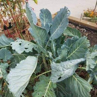 I was encouraged to pick the collard greens to take home!