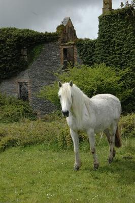 horses are furry kids too, Debbie can take care of yours while youre away