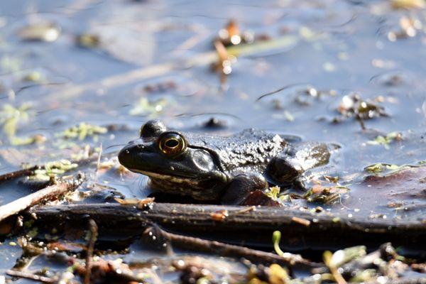 Tenafly Nature Center