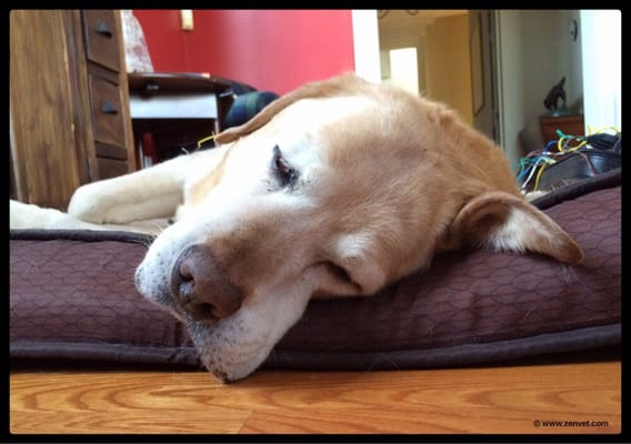 Elmo fell asleep during his electroacupuncture session. The snoring was incredibly cute